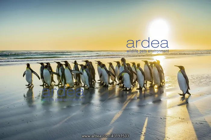 : King penguins (Aptenodytes patagonicus), group on : King penguins (Aptenodytes patagonicus), group on