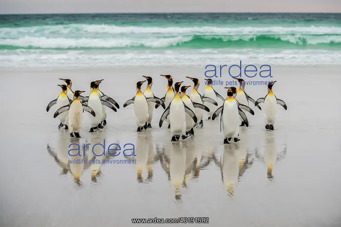 : King penguins (Aptenodytes patagonicus), group on : King penguins (Aptenodytes patagonicus), group on