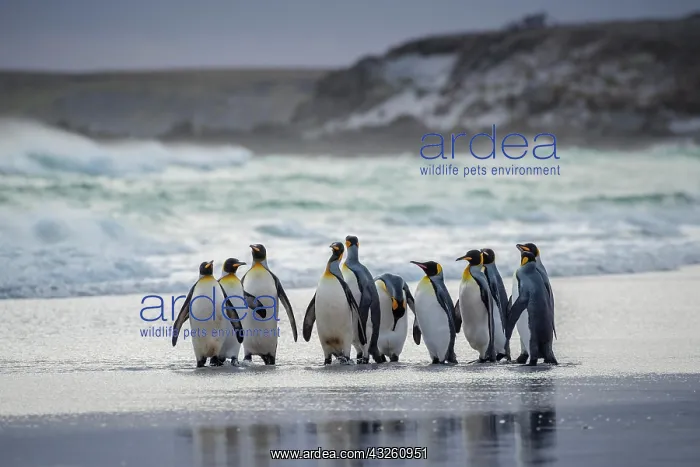 : King penguins (Aptenodytes patagonicus), Group at : King penguins (Aptenodytes patagonicus), Group at