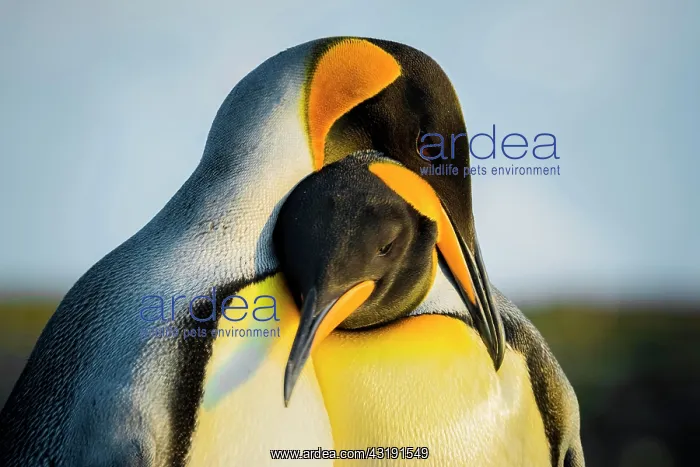 : King penguins (Aptenodytes patagonicus), pair of : King penguins (Aptenodytes patagonicus), pair of