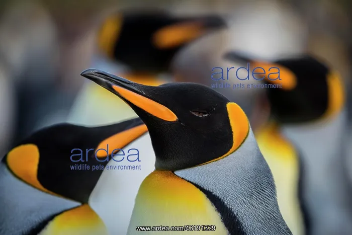  : King penguins (Aptenodytes patagonicus), portrait