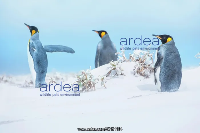 : King penguins (Aptenodytes patagonicus) standing : King penguins (Aptenodytes patagonicus) standing