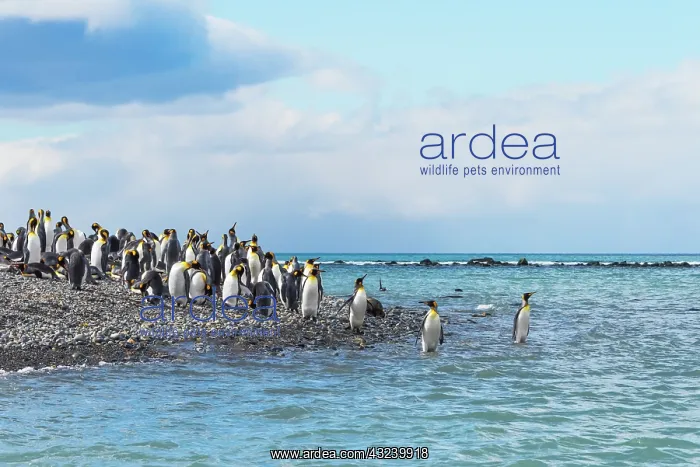 : King penguins on the beach, Gold Harbour, South : King penguins on the beach, Gold Harbour, South