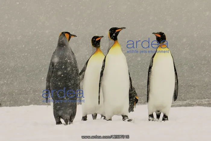 : King Penguins in blizzard : King Penguins in blizzard