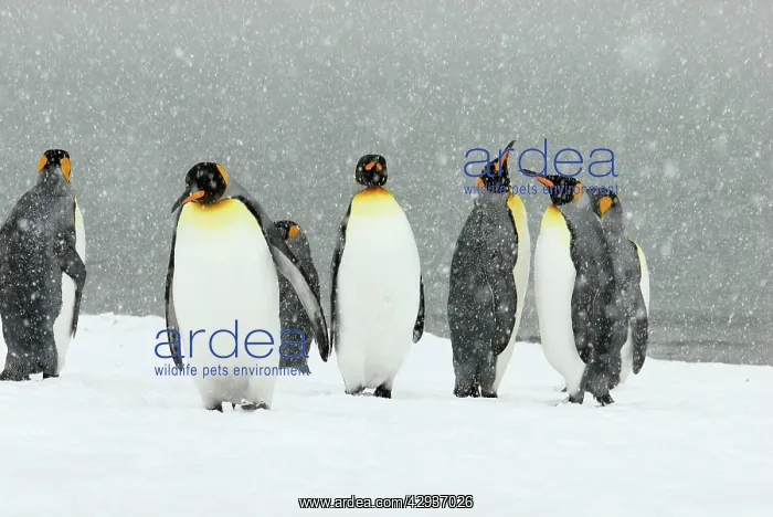 : King Penguins in blizzard : King Penguins in blizzard