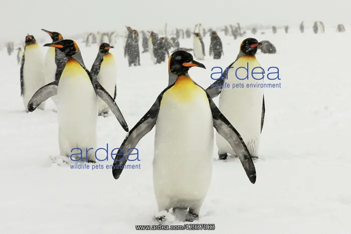 : King Penguins in blizzard : King Penguins in blizzard