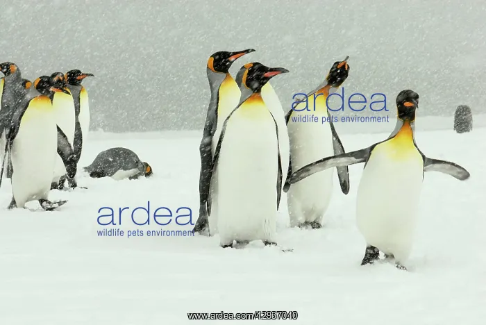 : King Penguins in blizzard : King Penguins in blizzard
