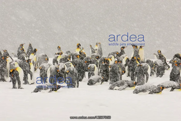 : King Penguins in blizzard : King Penguins in blizzard