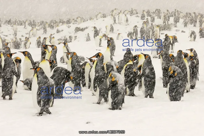 : King Penguins in blizzard : King Penguins in blizzard