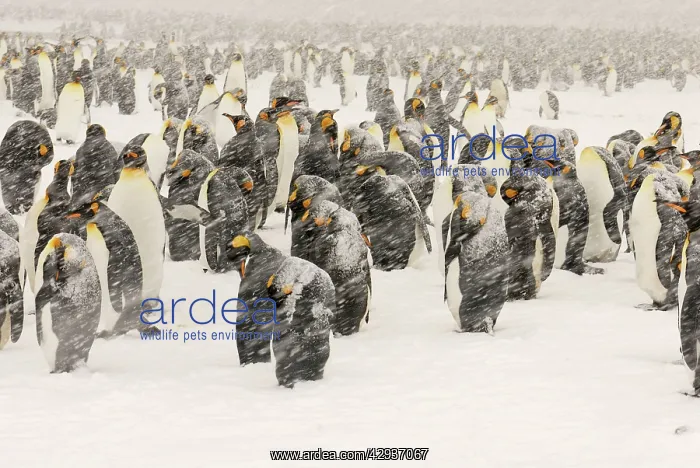 : King Penguins in blizzard : King Penguins in blizzard