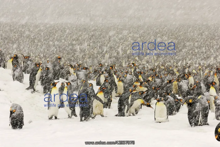 : King Penguins in blizzard : King Penguins in blizzard