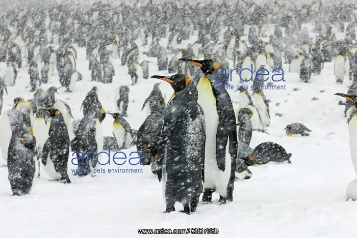 : King Penguins in blizzard : King Penguins in blizzard