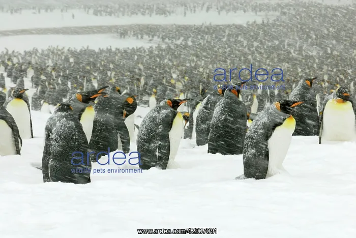 : King Penguins in blizzard : King Penguins in blizzard