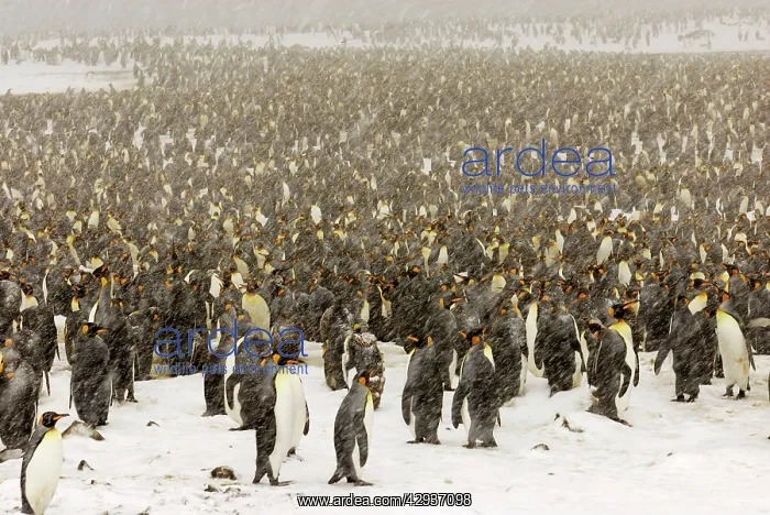 : King Penguins in blizzard : King Penguins in blizzard