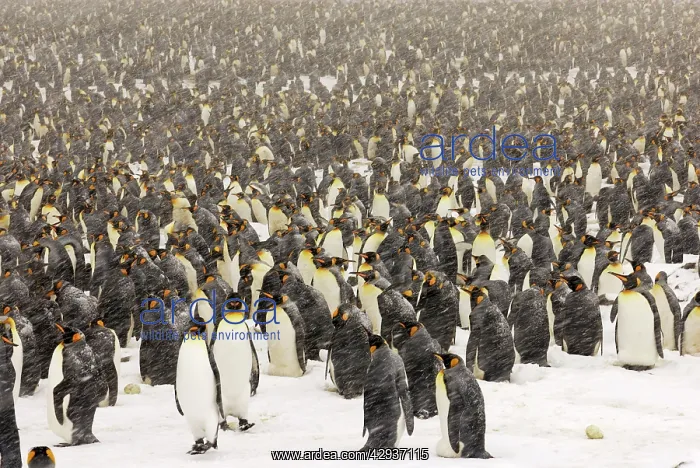 : King Penguins in blizzard : King Penguins in blizzard