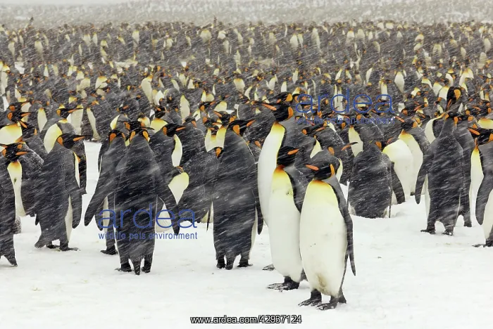 : King Penguins in blizzard : King Penguins in blizzard