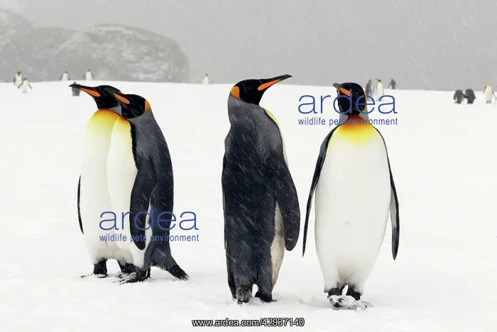 : King Penguins in blizzard : King Penguins in blizzard