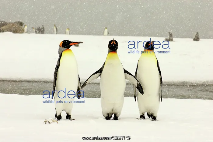 : King Penguins in blizzard : King Penguins in blizzard