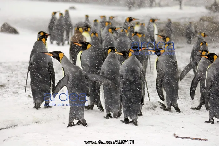 : King Penguins in blizzard : King Penguins in blizzard