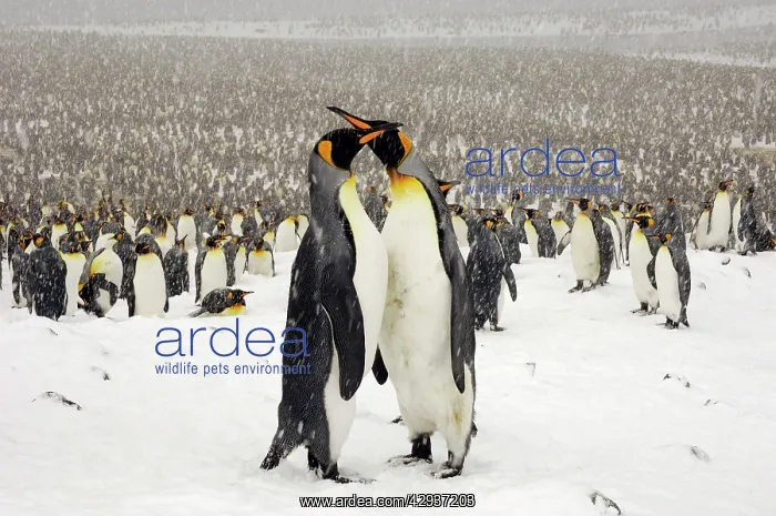 : King Penguins in blizzard : King Penguins in blizzard