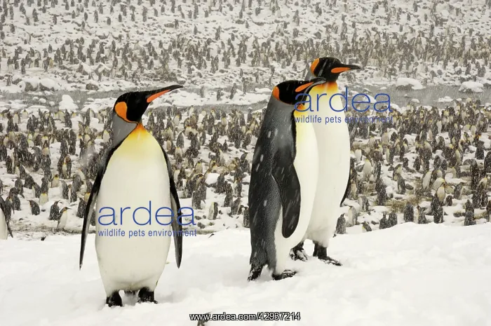 : King Penguins in blizzard : King Penguins in blizzard