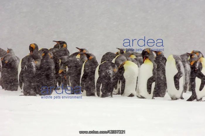 : King Penguins in blizzard : King Penguins in blizzard