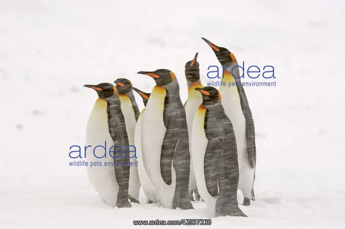 : King Penguins in blizzard : King Penguins in blizzard
