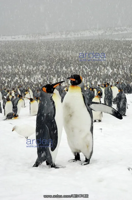 : King Penguins in blizzard : King Penguins in blizzard
