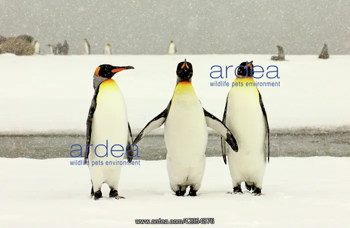 : King Penguins in blizzard : King Penguins in blizzard
