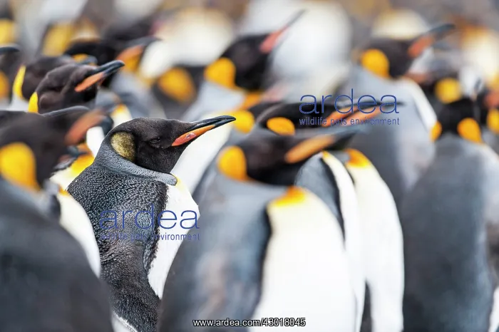  : King Penguins colony