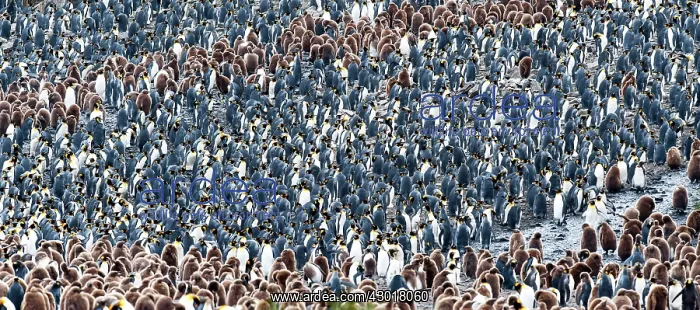 : King Penguins colony : King Penguins colony