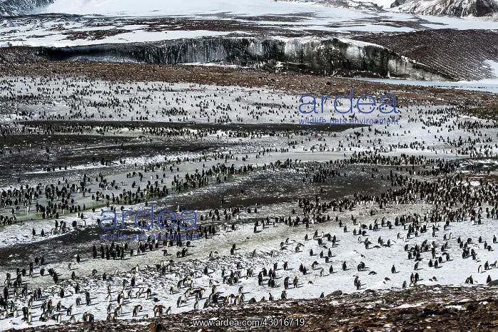  : King Penguins colony with glacier in the background