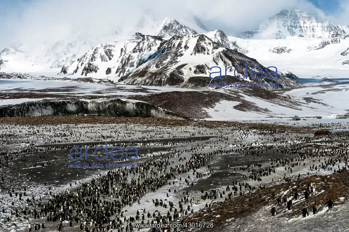  : King Penguins colony with glacier in the background