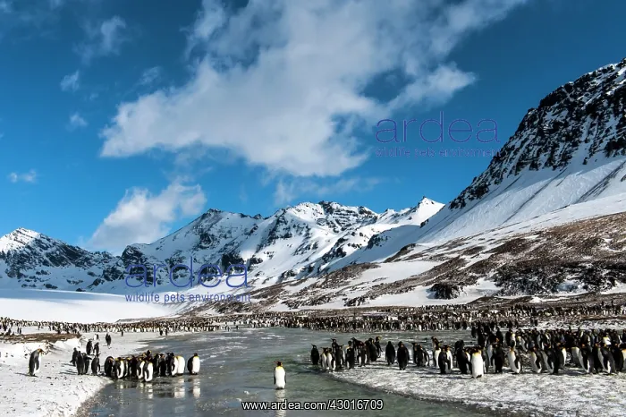 : King Penguins colony with snow-capped mountains : King Penguins colony with snow-capped mountains