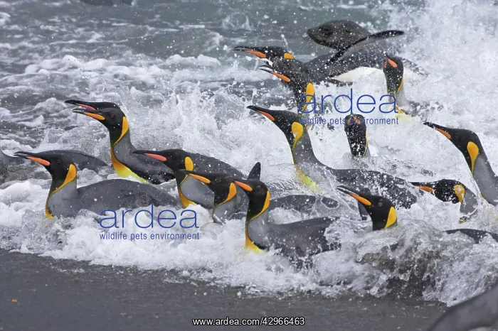 : King Penguins - coming ashore in a panic as Fur : King Penguins - coming ashore in a panic as Fur