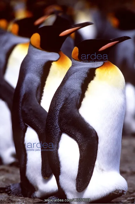 : KING PENGUINS - incubating, eggs : KING PENGUINS - incubating, eggs