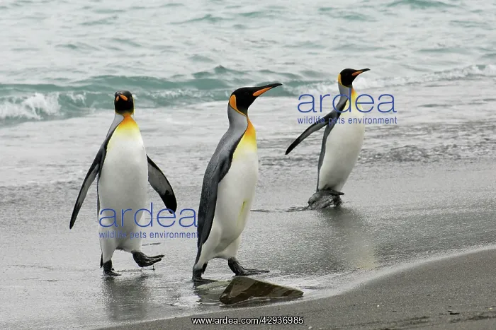  : King Penguins leaving water