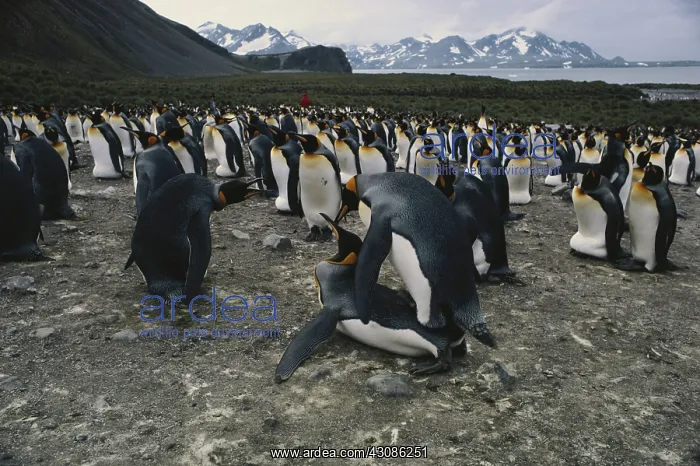: King Penguins Mating : King Penguins Mating