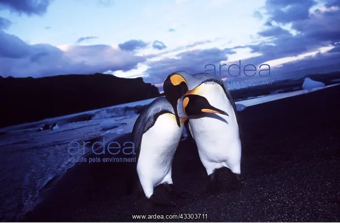  : KING PENGUINS - pair preening each other