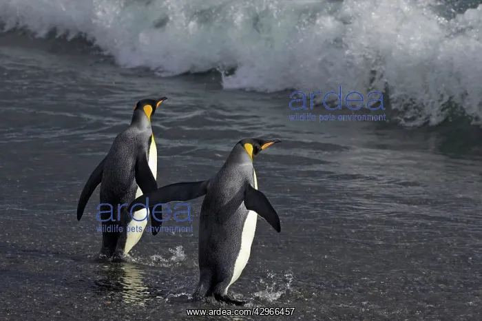 : King Penguins - re-entering sea : King Penguins - re-entering sea