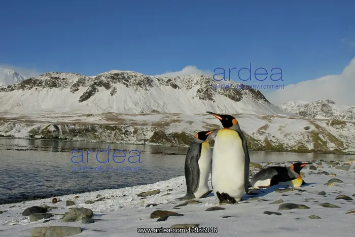  : King Penguins in snow