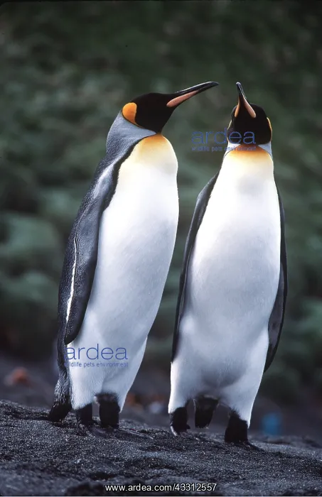 : KING PENGUINS - two touching beaks : KING PENGUINS - two touching beaks