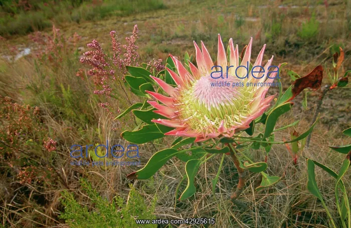 : King PROTEA : King PROTEA
