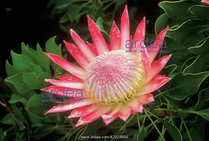  : King PROTEA