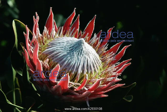  : KING PROTEA