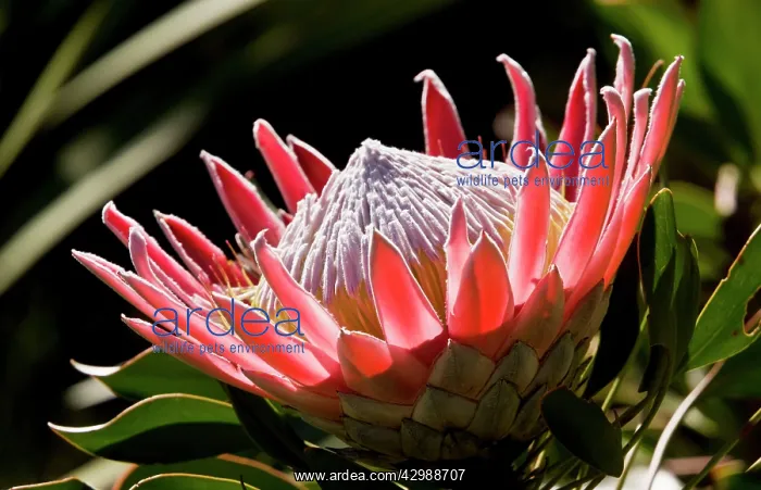 : King Protea. rare shrub of Fynbos in Western : King Protea. rare shrub of Fynbos in Western