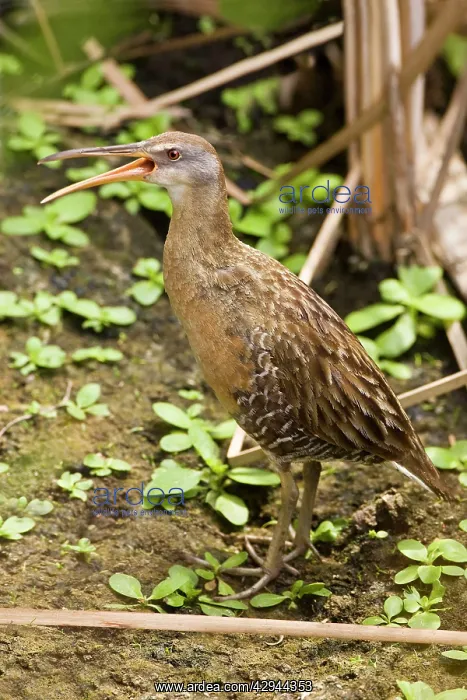 : King Rail (Rallus elegans). South Texas in March : King Rail (Rallus elegans). South Texas in March