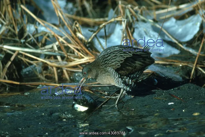 : King Rail. King rail (Rallus elegans) eating a mussel in Greenwich : King Rail. King rail (Rallus elegans) eating a mussel in Greenwich