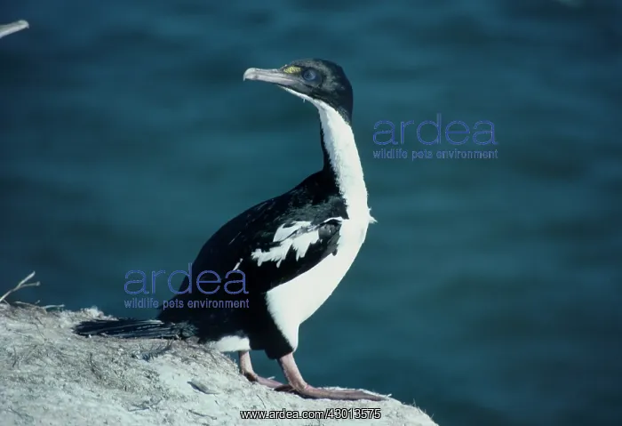 : King Shag Cook Strait - New Zealand (Leucocarbo carunculatus ) : King Shag Cook Strait - New Zealand (Leucocarbo carunculatus )