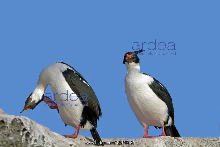 : King Shag / Imperial Shag : King Shag / Imperial Shag